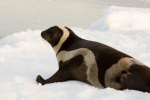 Pasiasta uszczelka - unikalne stworzenie Pasiasta uszczelka - unikalne stworzenie